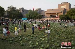 桑植县吃瓜群众事件视频,网络热议背后的真相揭秘
