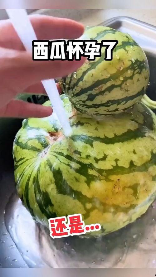 吃嫩瓜视频搞笑,吃嫩瓜视频欢乐无限