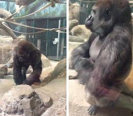 吃瓜像大猩猩的女孩视频,网络爆红背后的故事