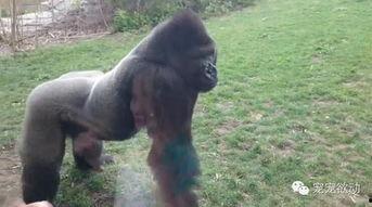 吃瓜像大猩猩的女孩视频,网络爆红背后的故事
