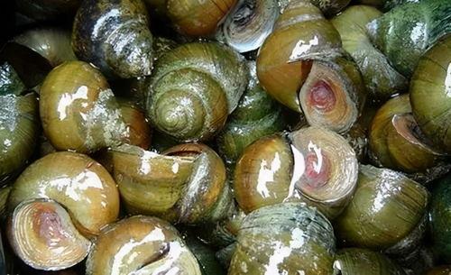 吃田螺可以吃白瓜吗视频,探寻美味佳肴的完美组合