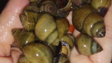 吃田螺可以吃白瓜吗视频,探寻美味佳肴的完美组合