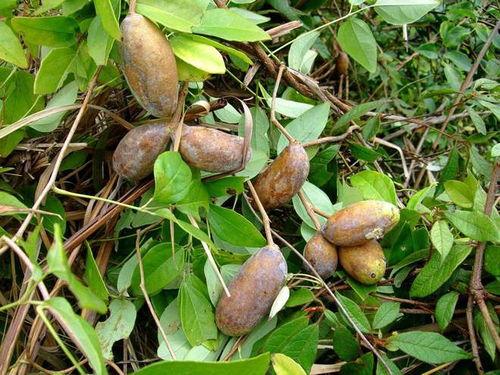 老八吃八月瓜视频,一场味蕾与自然的邂逅