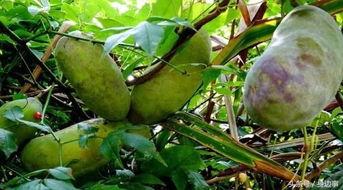 老八吃八月瓜视频,一场味蕾与自然的邂逅