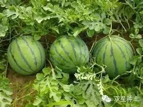 瓜尖能摘几次叶子吃吗视频,一次摘叶，多次收获