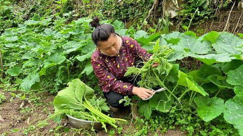 瓜尖能摘几次叶子吃吗视频,一次摘叶，多次收获