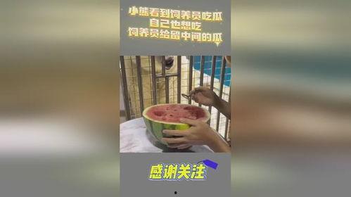 饲养员吃瓜的视频,萌态十足引网友爆笑