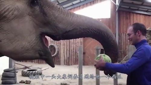 饲养员吃瓜的视频,萌态十足引网友爆笑