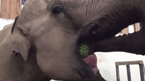 饲养员吃瓜的视频,萌态十足引网友爆笑