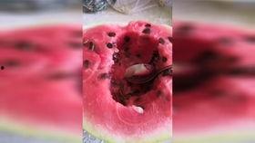 西昌七夕节吃瓜事件视频,一场意外的网络狂欢