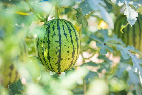 新绿瓜怎么吃最好吃视频,视频教你如何吃出最佳口感