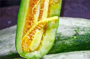 吃脆瓜的视频大全集,视频大全集精华回顾