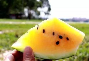 吃沙瓜视频,揭秘网红美食背后的秘密