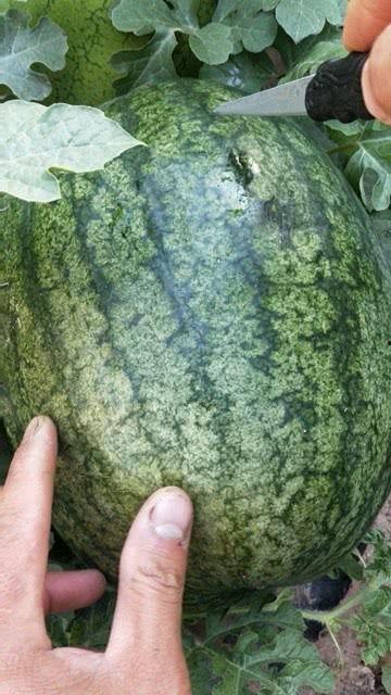 吃沙瓜视频,揭秘网红美食背后的秘密