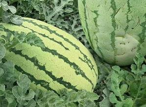 吃沙瓜视频,揭秘网红美食背后的秘密