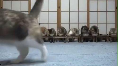 吃瓜吃出猿猴视频,一瓜解锁猿猴世界