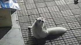 小狐狸吃瓜视频在线观看,趣味横生的动物日常