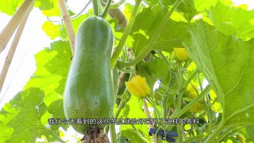 广东亮哥吃瓜视频,揭秘娱乐圈幕后故事