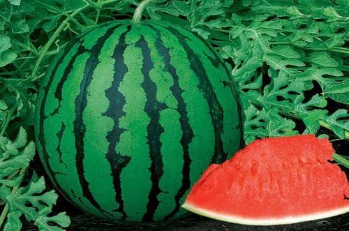 瓜地吃瓜视频怎么拍,轻松拍出夏日清凉瞬间