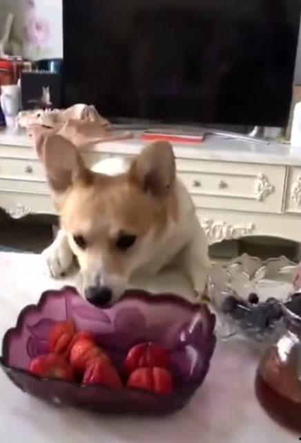 小柯基可以吃土瓜吗视频,萌宠美食探索之旅