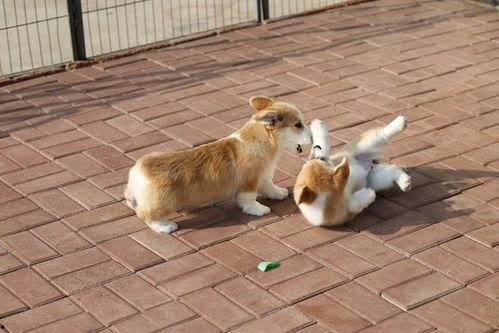 小柯基可以吃土瓜吗视频,萌宠美食探索之旅