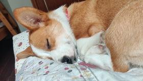 小柯基可以吃土瓜吗视频,萌宠美食探索之旅