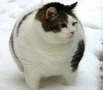 泰国肥猫吃瓜视频大全,萌态百出，笑料连连