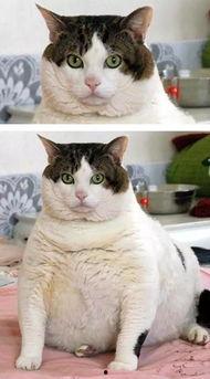 泰国肥猫吃瓜视频大全,萌态百出，笑料连连