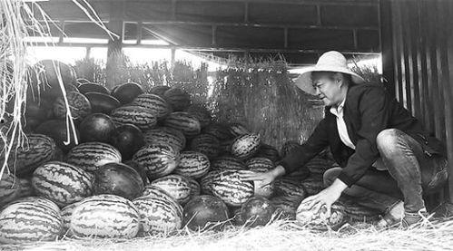 大城县吃瓜群众视频曝光,揭秘当地民生热点事件