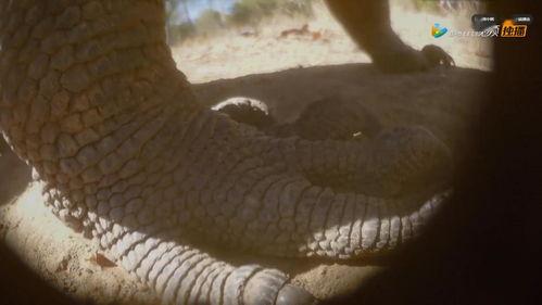 偷拍神兽吃瓜视频网站在线观看,在线观看吃瓜视频网站独家呈现