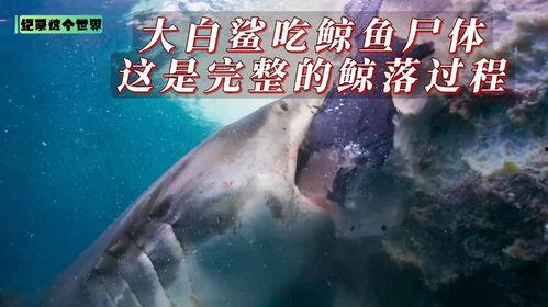 吃瓜视频吞鲸是真的吗,吃瓜视频惊现吞鲸真相揭秘