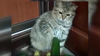 吃瓜小猫劝架视频,猫咪的智慧与和谐力量