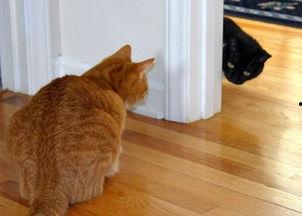 吃瓜小猫劝架视频,猫咪的智慧与和谐力量