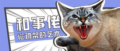 吃瓜小猫劝架视频,猫咪的智慧与和谐力量