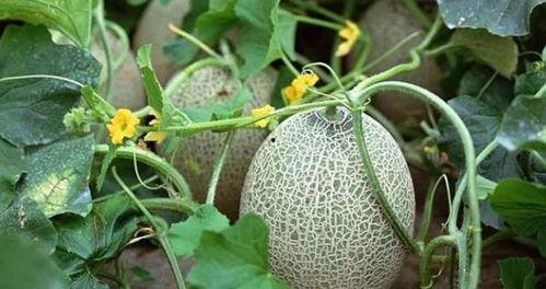 在国外吃哈密瓜犯法吗视频