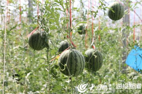 徽县吃瓜网红事件视频最新,揭秘网络舆论漩涡中的真相与争议