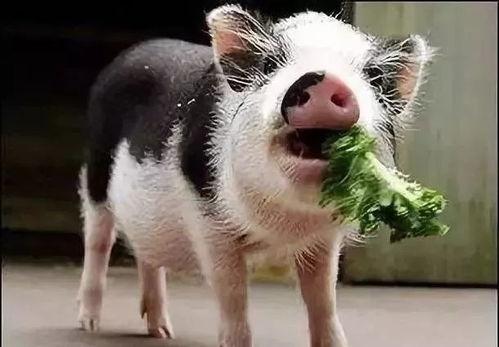 大型小猪吃瓜视频