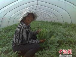 稻田吃瓜小女孩儿视频,小女孩儿与瓜果的欢乐时光