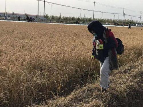 稻田吃瓜小女孩儿视频,小女孩儿与瓜果的欢乐时光