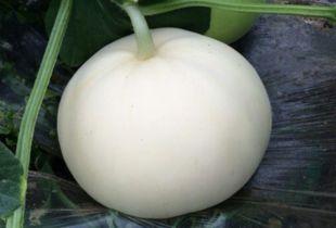 梨瓜能不能减肥吃呢视频