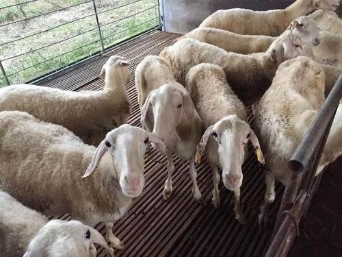 吃蜜瓜喂羊视频播放,温馨互动萌翻网友