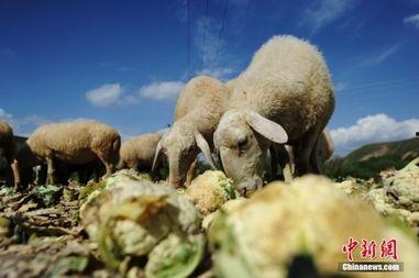 吃蜜瓜喂羊视频播放,温馨互动萌翻网友