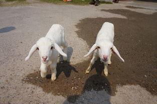 吃蜜瓜喂羊视频播放,温馨互动萌翻网友