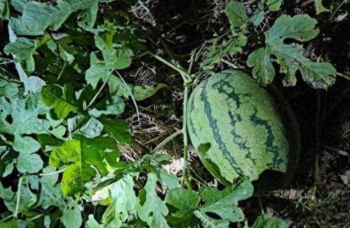 吃瓜偷瓜贼视频,吃瓜群众围观热议