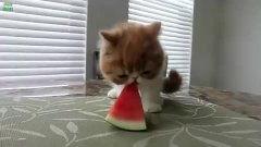 微笑吃大瓜搞笑视频,带你领略欢乐时光