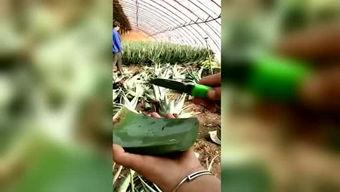 小胖瓜吃西瓜视频大全,欢乐童趣视频大盘点