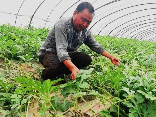 郑州疫情吃瓜视频,揭秘病毒下的城市众生相