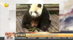 熊猫吃瓜挨打视频大全集,趣味视频大盘点