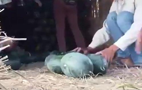 吃大瓜解渴视频,夏日消暑新潮流