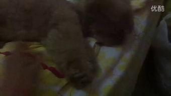 吃瓜塑料姐姐视频,网络红人的崛起与争议